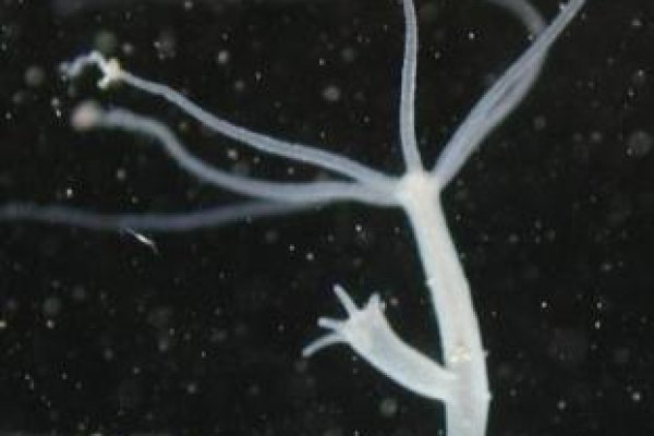 Kraken сайт kraken clear com