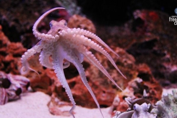 Kraken tor link