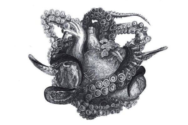Kraken kraken link24 info