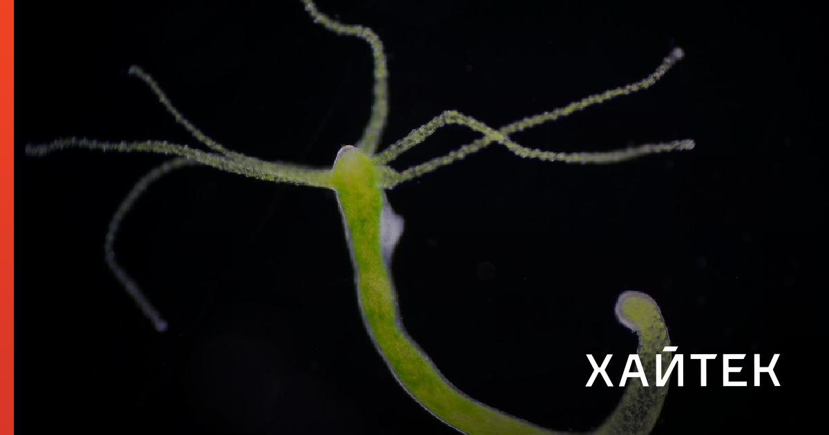 Kraken 11at